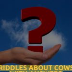 Riddles About Cows WIth Answers