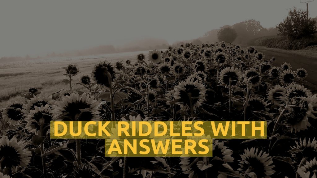 Duck Riddles With Answers