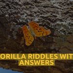 Gorilla Riddles With Answers