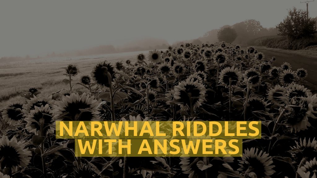 Narwhal Riddles With Answers