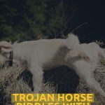 Trojan Horse Riddles With Answers